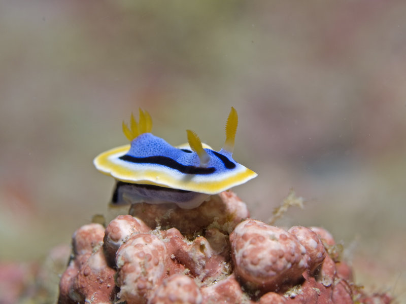 Nudibranch, Seaventures House Reef